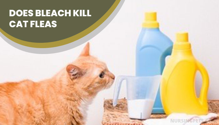 Does Bleach Kill Cat Fleas