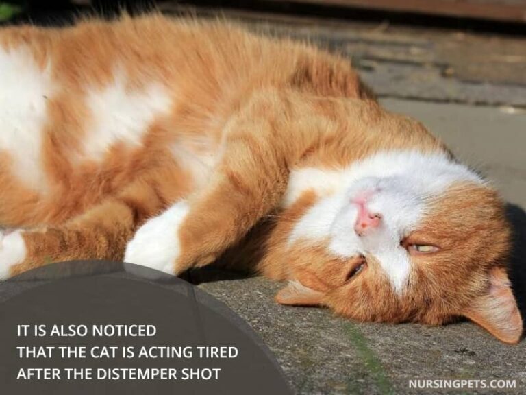 Why Is My Cat Acting Weird After Shots? Nursing Pets
