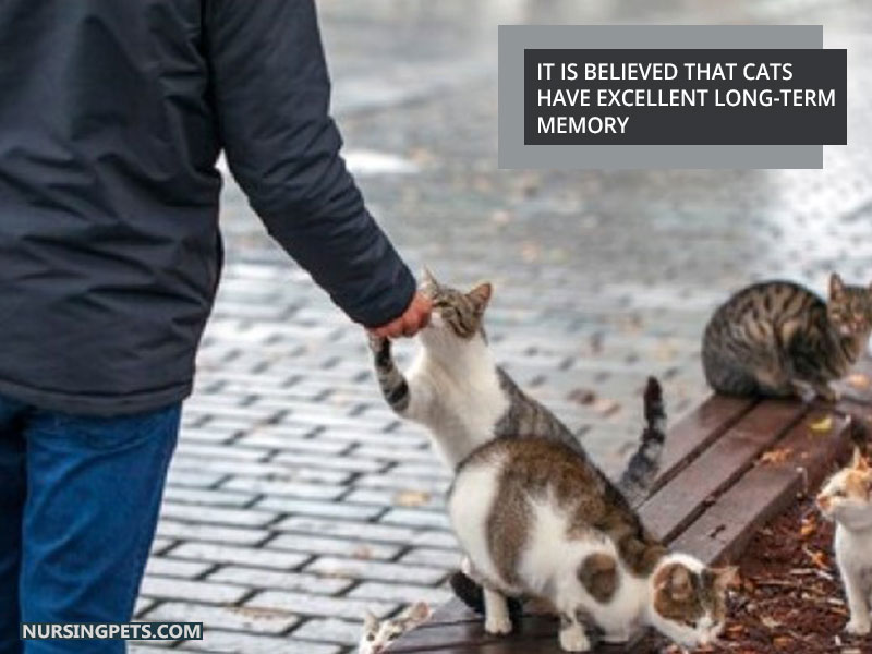 It is believed that cats have excellent long-term memory