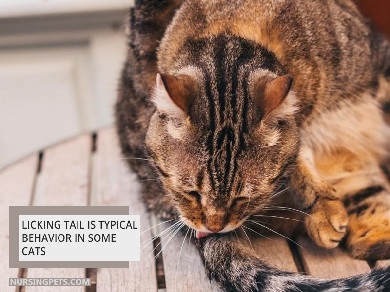 Licking tail is typical behavior in some cats