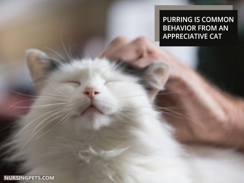 Purring is common behavior from an appreciative cat