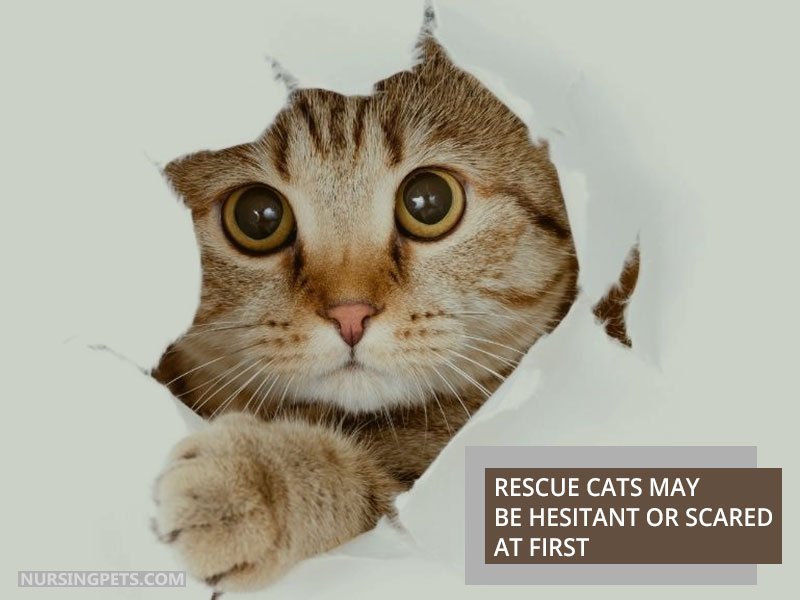 Rescue cats may be hesitant or scared at first