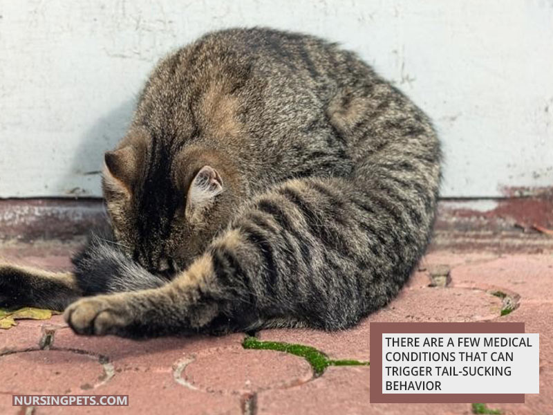 There are a few medical conditions that can trigger tail-sucking behavior