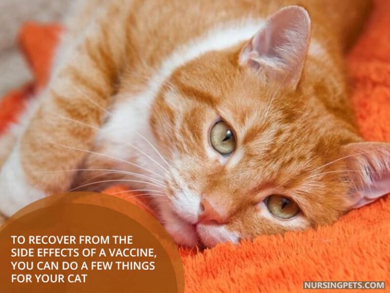 Why Is My Cat Acting Weird After Shots? Nursing Pets