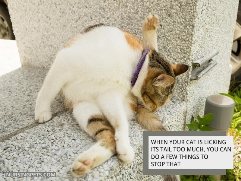 When your cat is licking its tail too much, you can do a few things to stop that