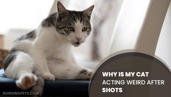 Why Is My Cat Acting Weird After Shots|