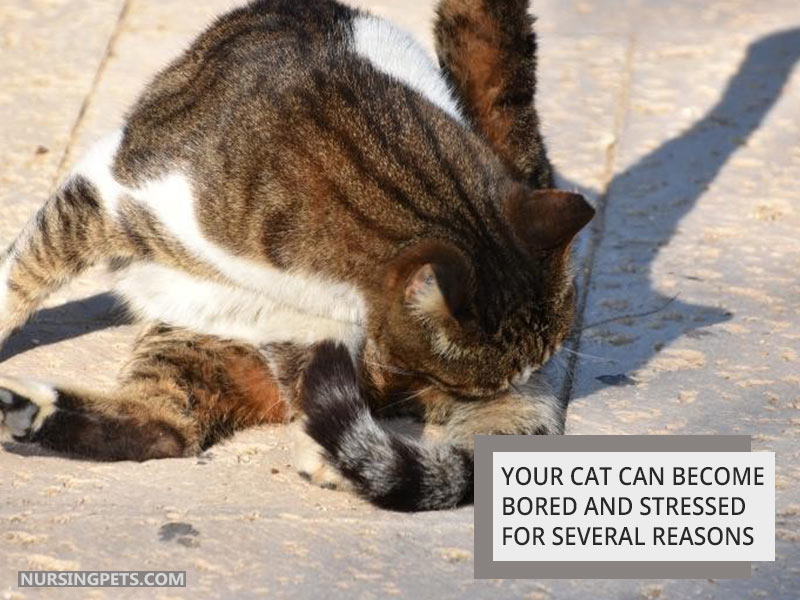 Your cat can become bored and stressed for several reasons