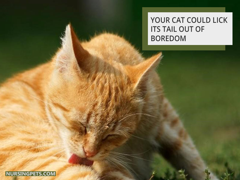 Your cat could lick its tail out of boredom