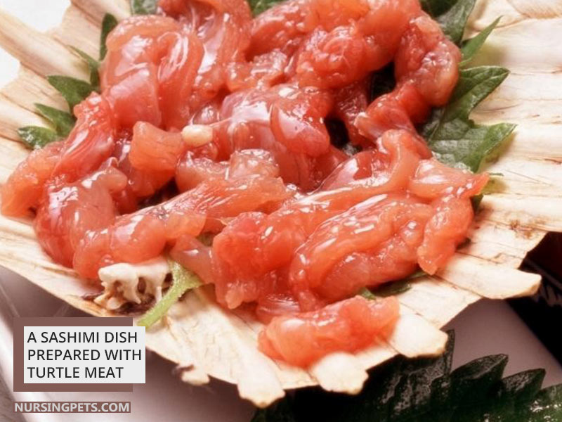 A Sashimi dish prepared with turtle meat