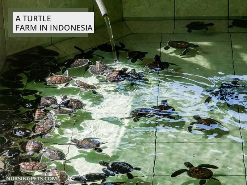 A turtle farm in Indonesia