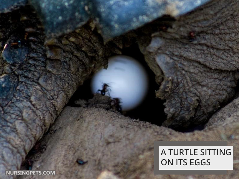 A turtle sitting on its eggs