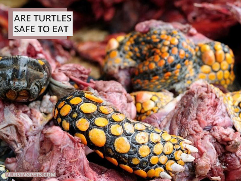 Are turtles safe to eat