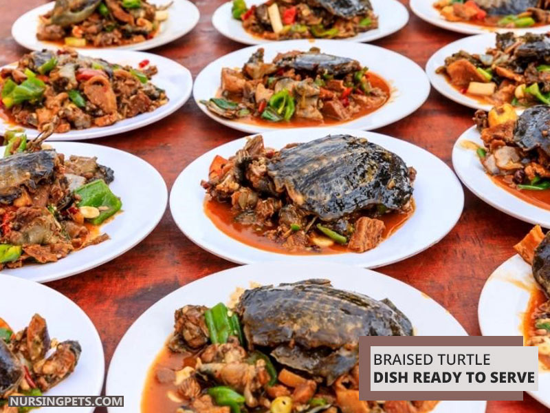 Braised turtle dish ready to serve