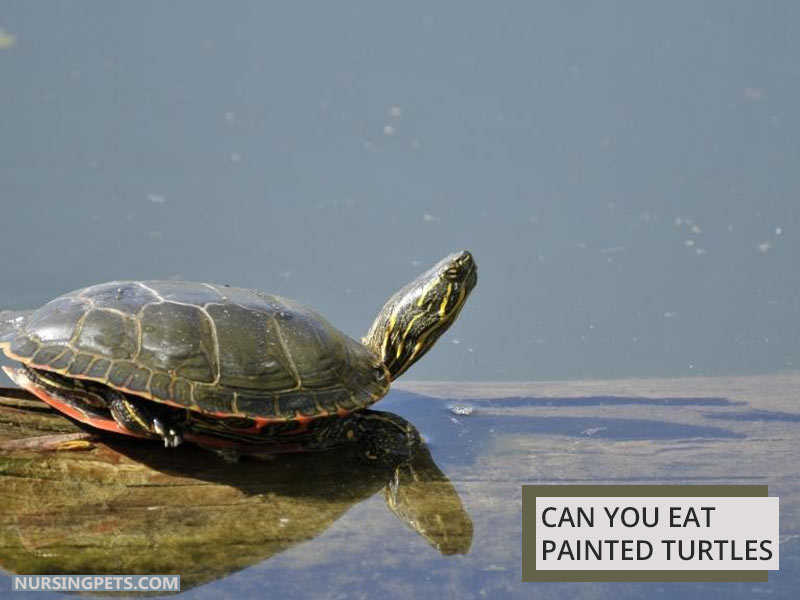 Can You Eat Painted Turtles