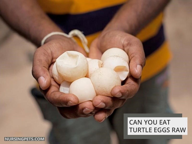 Can You Eat Turtle Eggs Raw