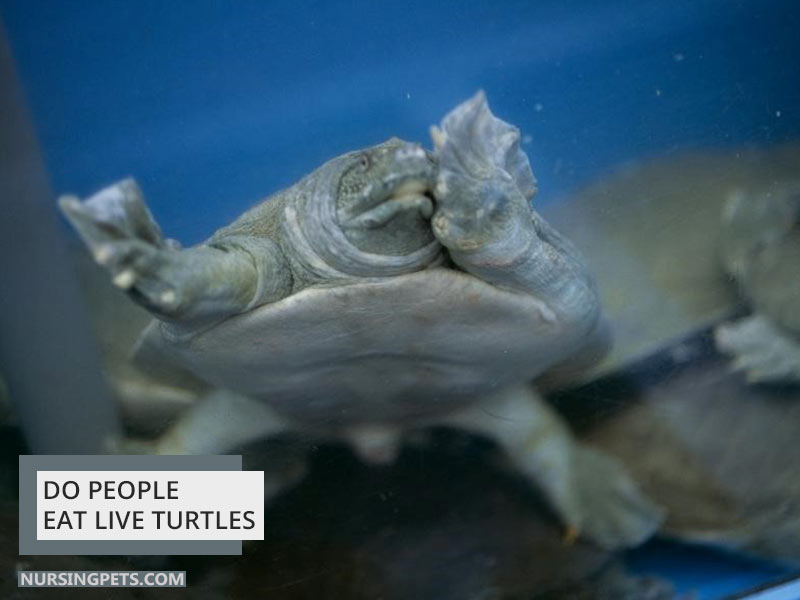 Do People Eat Live Turtles