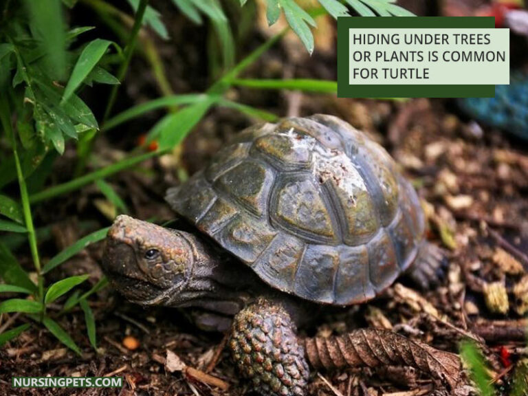 Do Turtles Like To Hide? Nursing Pets