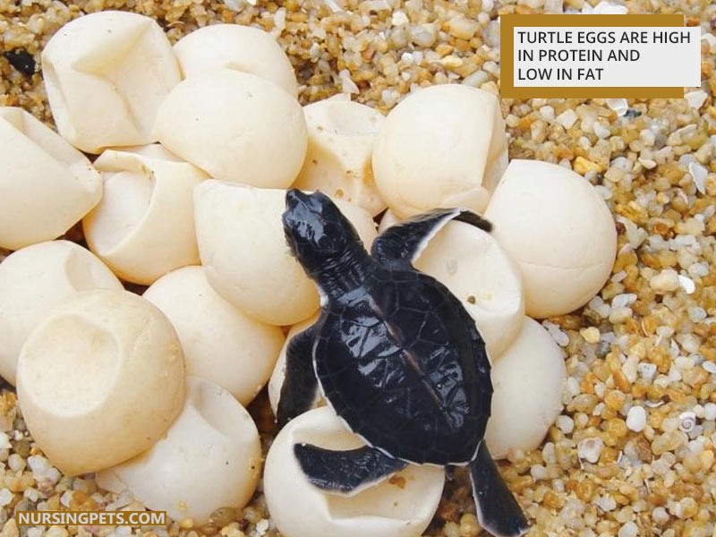 Turtle eggs are high in protein and low in fat