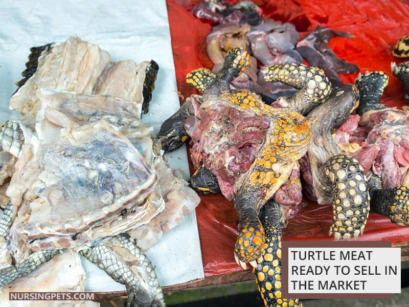 Turtle meat ready to sell in the market