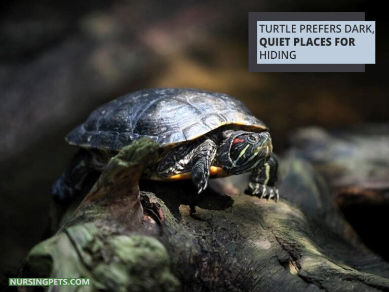 Do Turtles Like To Hide? Nursing Pets