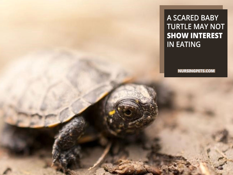 A scared baby turtle may not show interest in eating