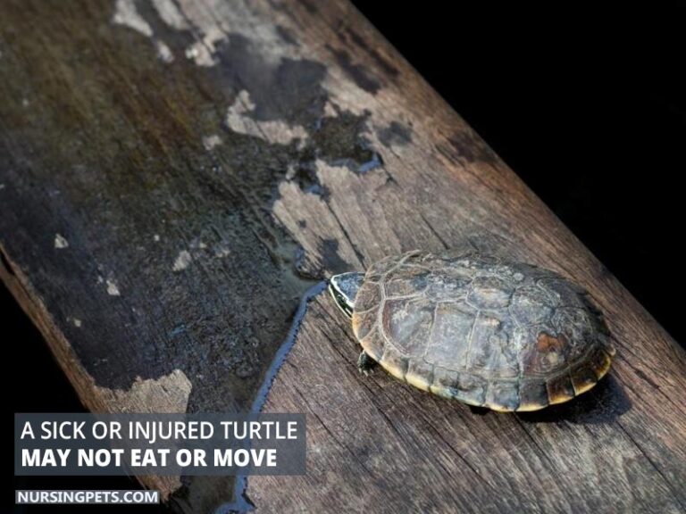 Image showcasing Why Is My Turtle Not/Less Active? - Nursing Pets