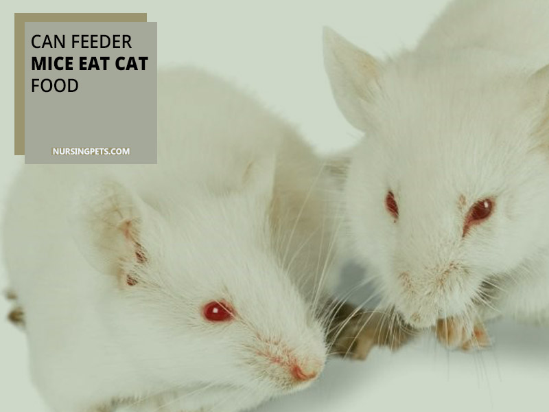 Can Feeder Mice Eat Cat Food