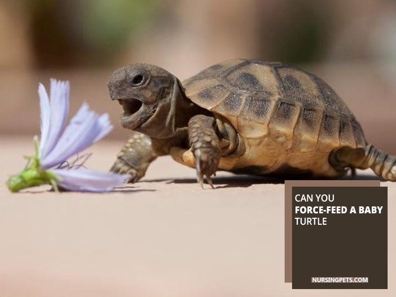 Can you force-feed a baby turtle