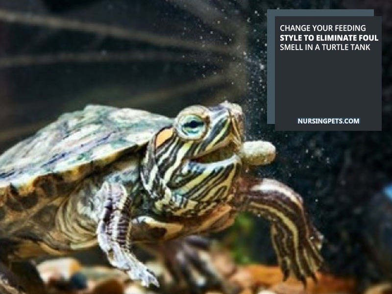 Change your feeding style to eliminate foul smell in a turtle tank