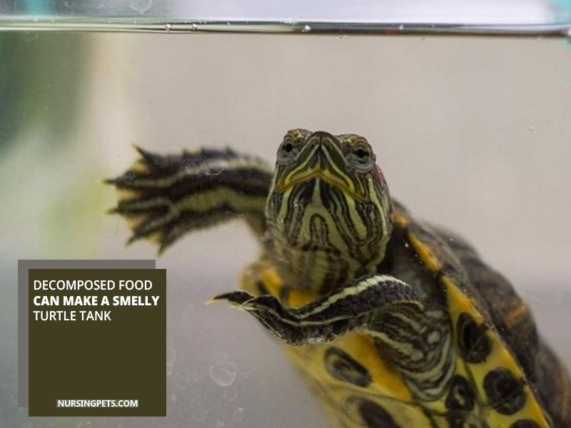 Decomposed food can make a smelly turtle tank