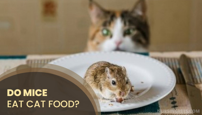 Do Mice Eat Cat Food