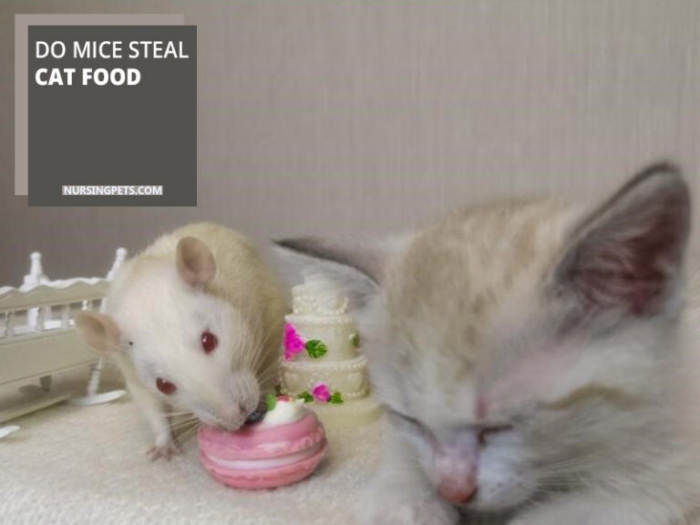 Do Mice Eat Cat Food? Nursing Pets