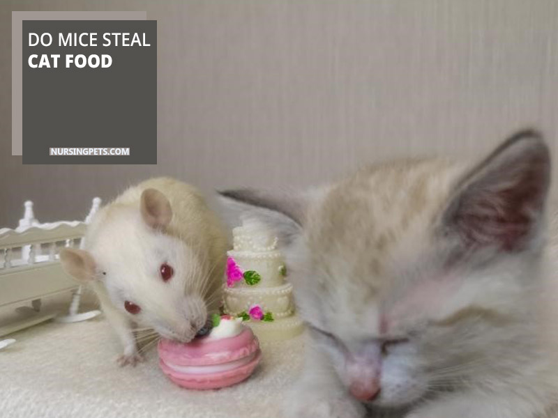 Do Mice Steal Cat Food