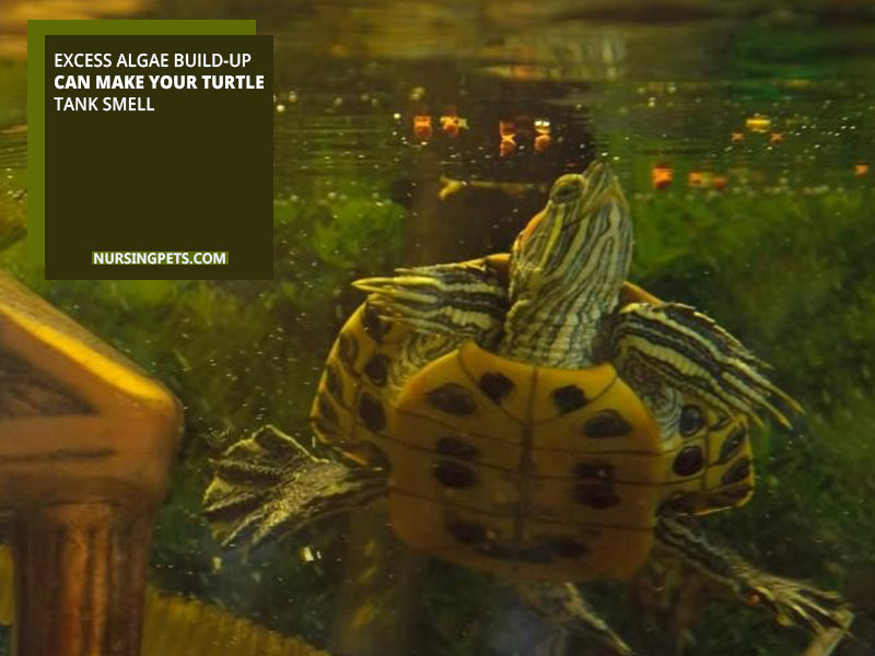 Excess algae build-up can make your turtle tank smell