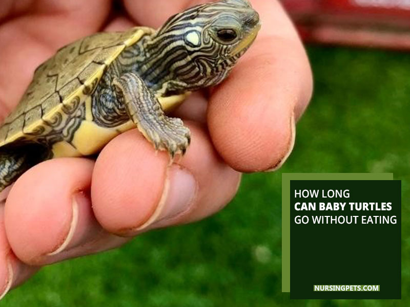 How Long Can Baby Turtles Go without Eating