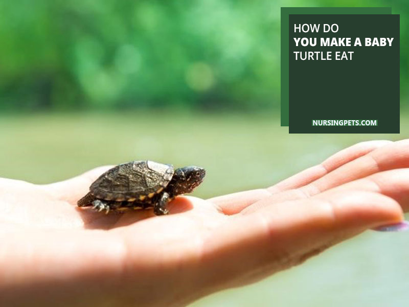 How do you make a baby turtle eat