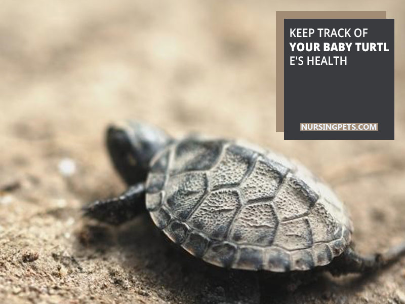 Keep track of your baby turtle's health