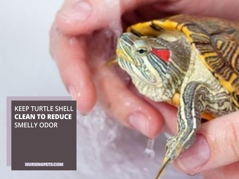 Keep turtle shell clean to reduce smelly odor