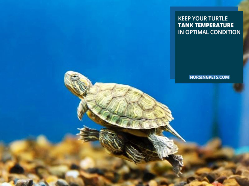 Keep your turtle tank temperature in optimal condition