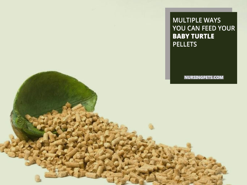 Multiple ways you can feed your baby turtle pellets