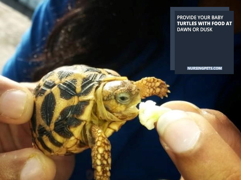 Provide your baby turtles with food at dawn or dusk