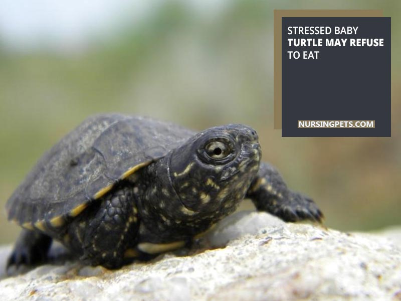 Stressed baby turtle may refuse to eat