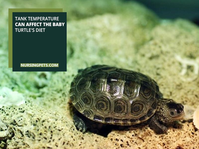 Tank temperature can affect the baby turtle's diet