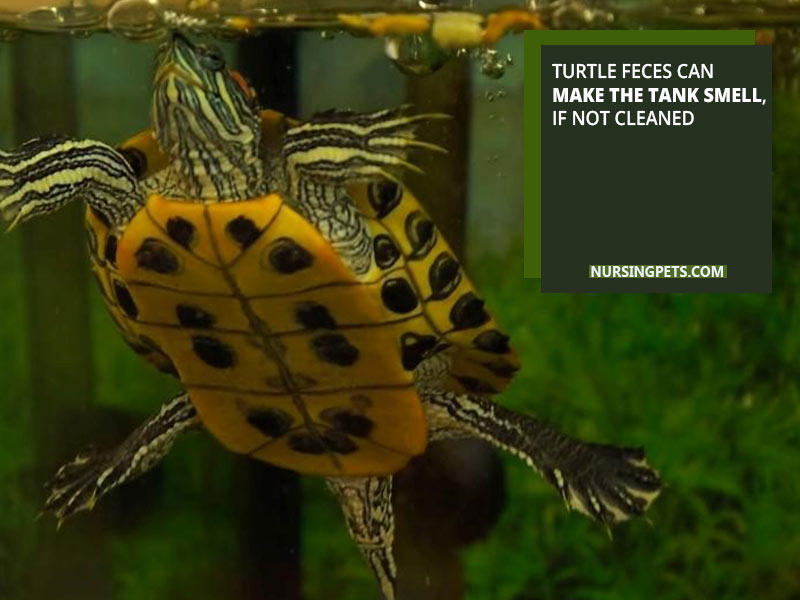 Turtle feces can make the tank smell, if not cleaned