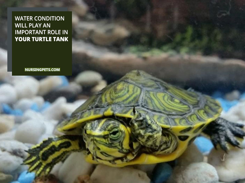 Water condition will play an important role in your turtle tank