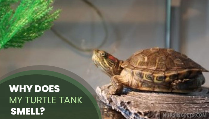 Why Does My Turtle Tank Smell