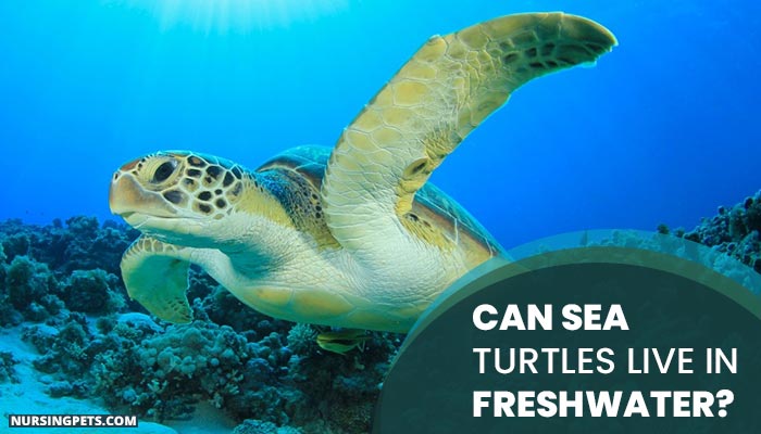 Can Sea Turtles Live In Freshwater? The Surprising Answer! - Nursing Pets