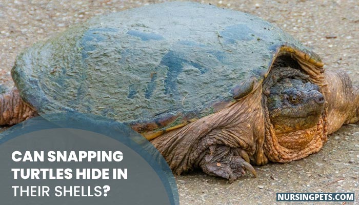 Can Snapping Turtles Hide In Their Shells