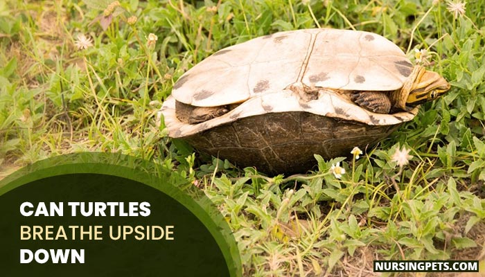 Can Turtles Breathe Upside Down