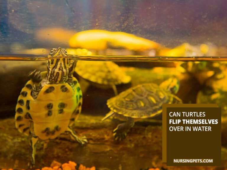 Can Turtles Breathe Upside Down? - Nursing Pets